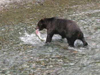 This grizzly caught a fish, Hyder, AK