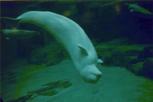 Beluga whale at Stanley Park Aquarium