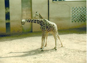 Giraffes
