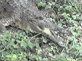 Crocodile