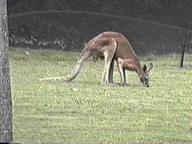 Kangaroo