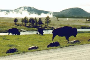 Buffalo